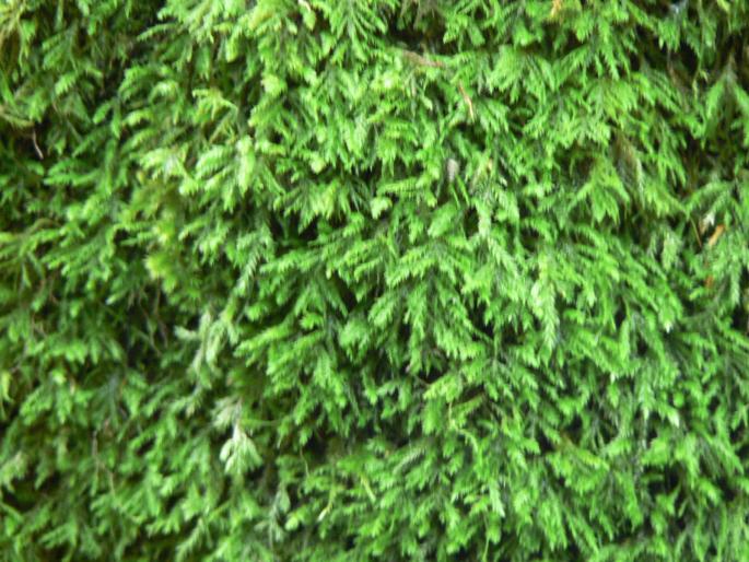 P100068