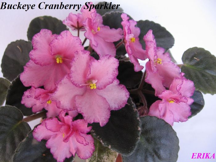 Buckeye Cranberry Sparkler 2009 jun 18