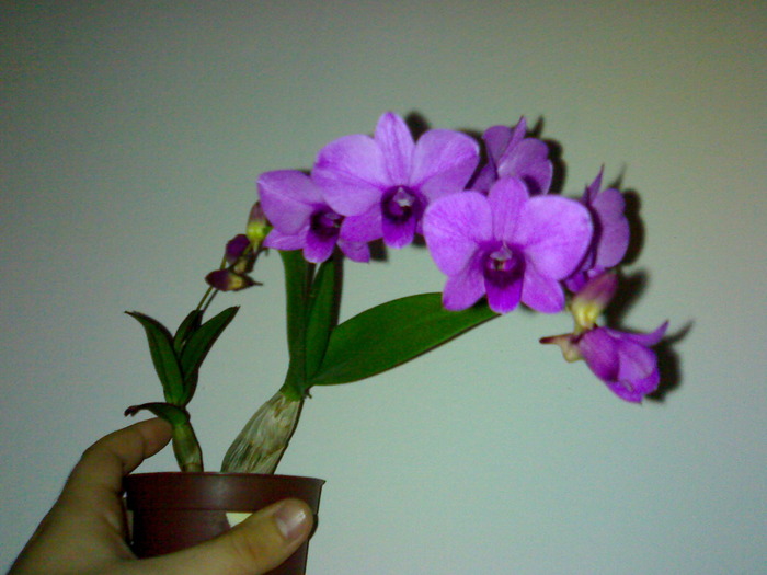 Den phalaenopsis mov - Dendrobium phalaenopsis 2009