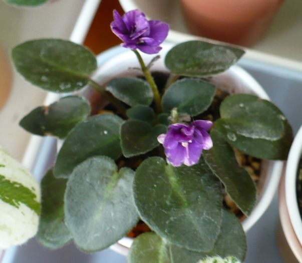 mini violeta Midnight Waltz - Saintpaulia - violete de camera