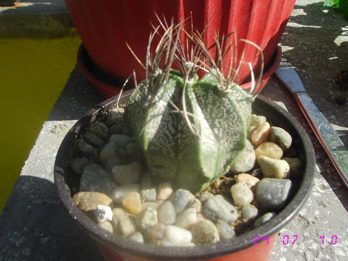 Astrophytum Capricorne - CACTUSI