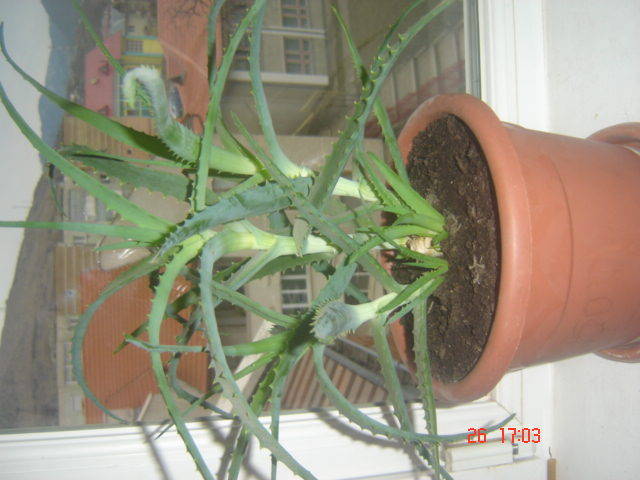aloe - florile mele