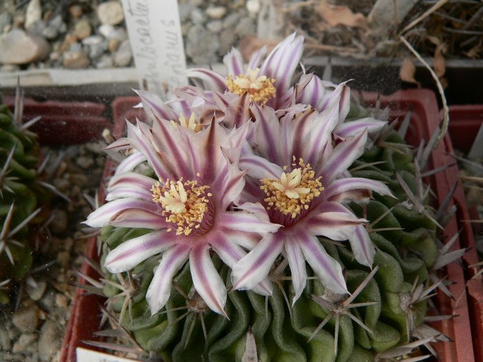 echinofossulocactus_kellerianus - genul Echinofossulocactus - Stenocactus