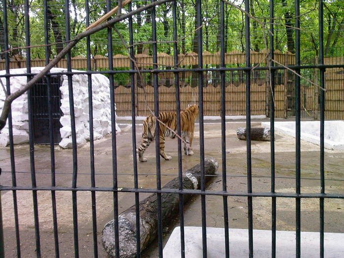tigrul - la zoo braila