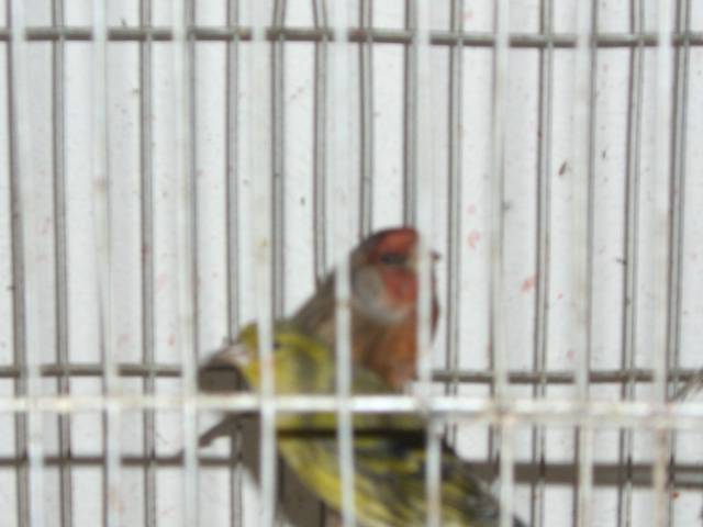 Copy of CIMG0873 - canari de postura de culoare side cantec
