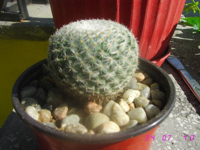 Mammillaria albilanata - CACTUSI