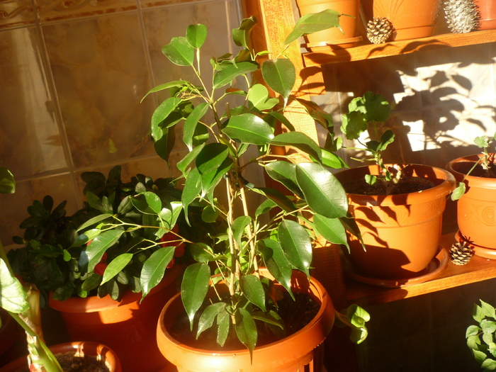 ficus benjamina - dragele mele flori 2009
