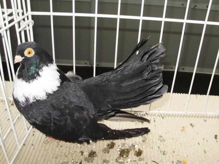 negrub 3 - 1506 2 porumbei rz