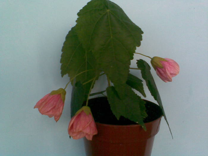 Imag473; abutilon roz-portocaliu
