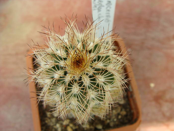 E.reichenbachi v.bailei - Echinocereus