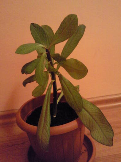 Arbore de cauciuc martie 09; Synadenium cupulare
