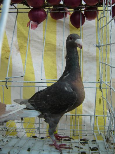 DEUTSCHE SCHAUTAUBEN PORUMBEL GERMAN DE EXPOZITIE VOIAJOR GERMAN DE FRUMUSETE BEAUTY GERMAN PIGEON; DEUTSCHE SCHAUTAUBEN PORUMBEL GERMAN DE EXPOZITIE VOIAJOR GERMAN DE FRUMUSETE BEAUTY GERMAN PIGEON
