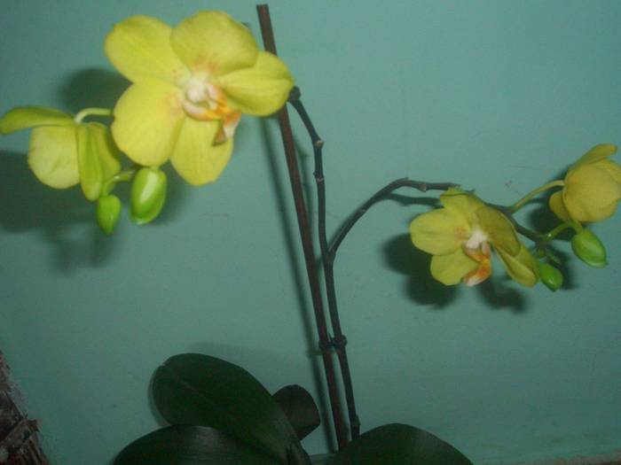 Orhidee galbena - plante cu flori