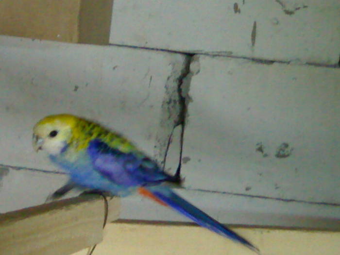 mascul - rosella pal