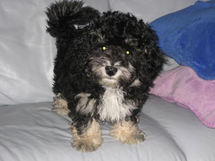 Amor la 3 luni - Cateii