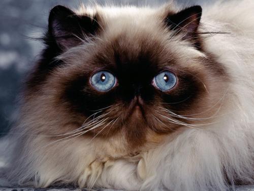 Himalayan Cats Wallpapers Poze Pisici Pisicute Desktop