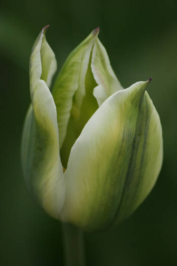 Spring Green - garden 2009