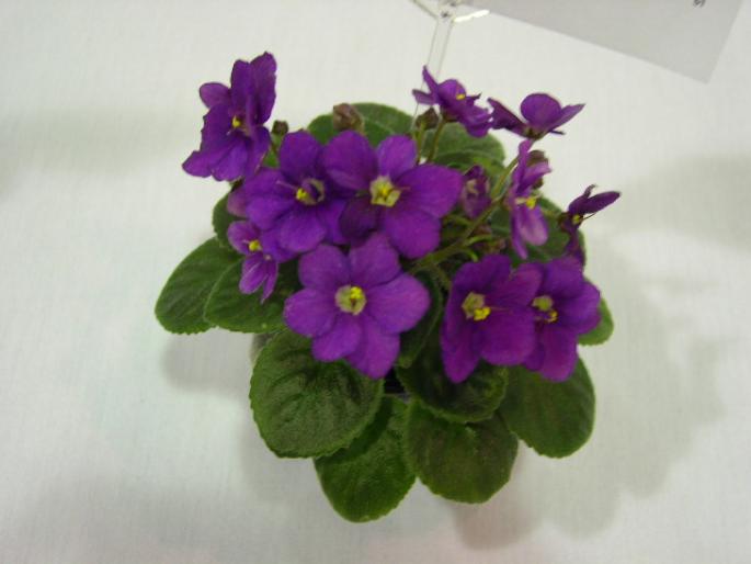 Robs_Rinky_Dink_2005avsa_3 - violete de pe net 1