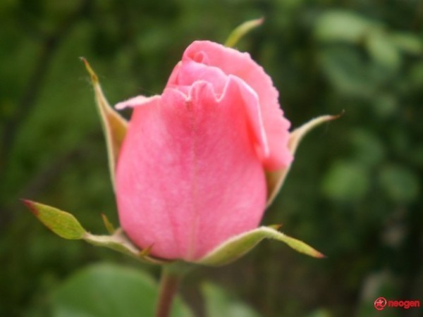 a7d0ef86_0020001065446_00_600 - Trandafiri roz