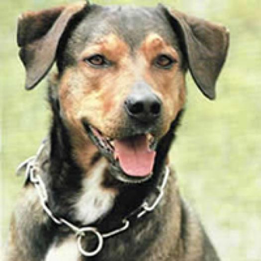 pinscher-austriac-cu-par-scurt-001