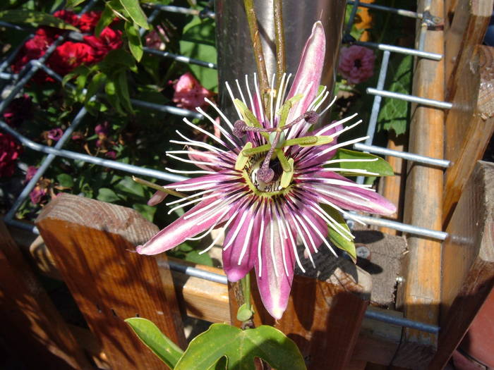 victoria - passiflora