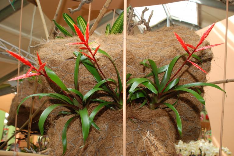 Afbeelding 634 - Keukenhof 2008