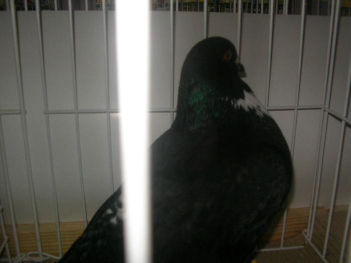 SANY0242 - poze expo 2009