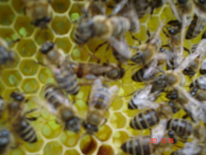 DSC05978 - ALBINUTZELE MELE