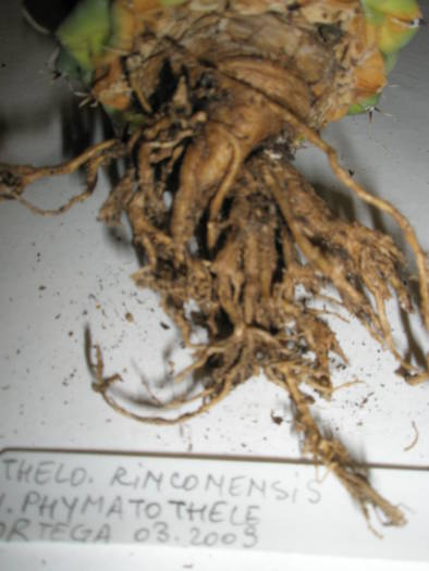 Thelocactus rinconenesis v. phygmatothele 2 - RADACINI de cactus