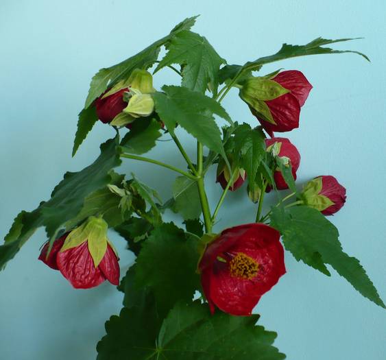 P1130798 - ABUTILONI