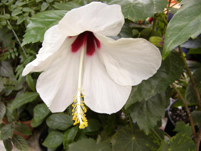 hibiscus