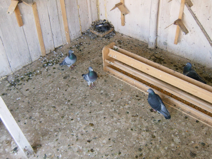 HPIM3039 - porumbei 2009