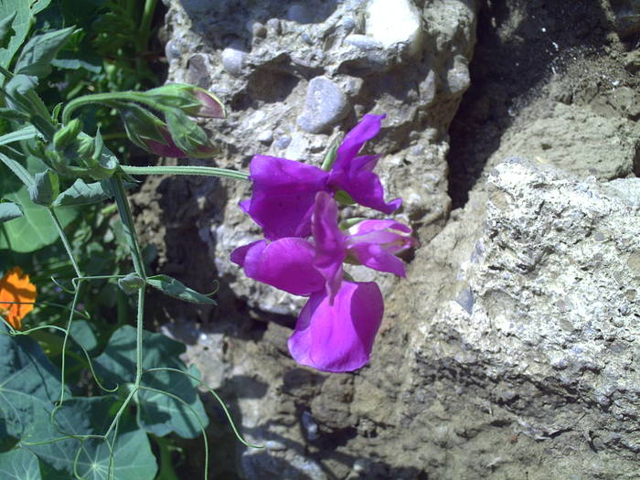 PICT0099