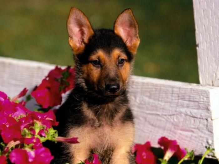 Dogs Wallpaper_ Poze cu Catei 51