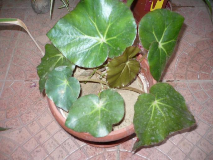 begonia