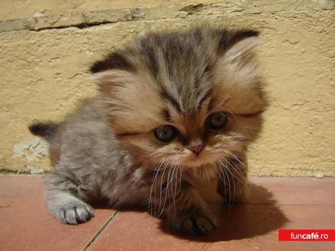 1800_tiny-tail-kitten - animale