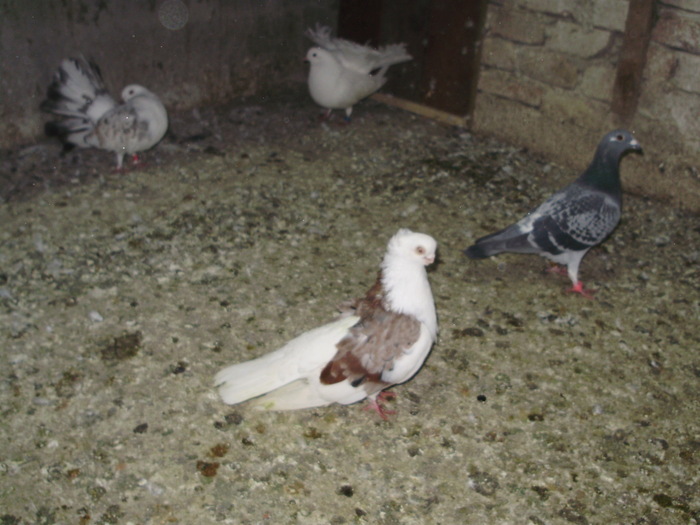 P8232032 - 1744 Sedat Iusein