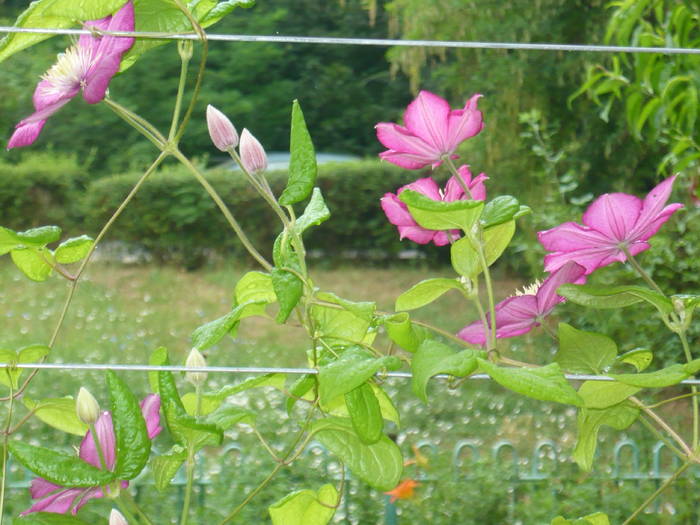 P1000882 - CLEMATIS