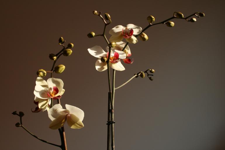 phalaenopsis; fam. orchidaceae
