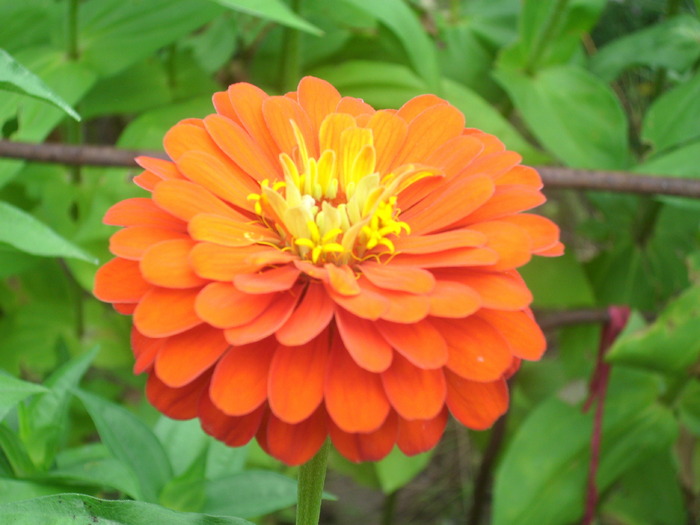 DSCI0335 - carciumarese-zinnia