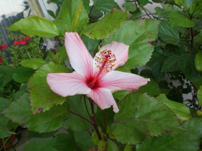 hibiscus andersonii - w 2007 florile mele