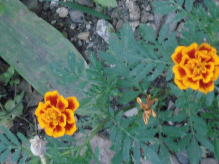 DSC09501