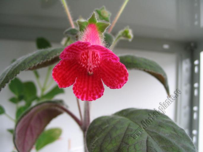 Kohleria Imensa (varietatea este no name)