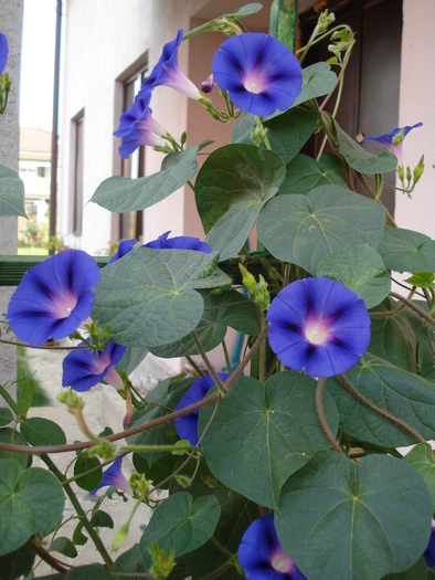 Blue Morning Glory (2009, Aug.28) Blue Morning Glory (2009, Aug.28)