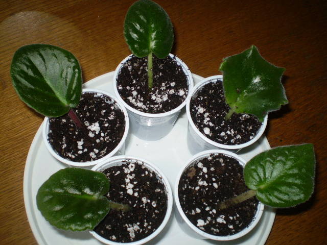 P5151439 - flori de camera 2009-2010