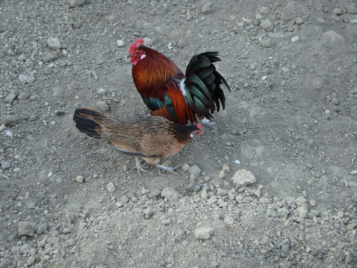 olandeza potarnichie - gaini de rasa