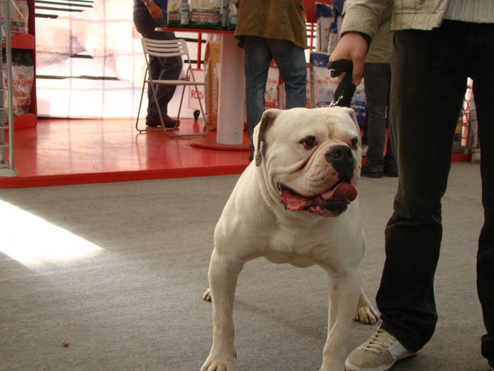 Picture 121 - Expo CACIB Cluj Napoca 15 11 2008