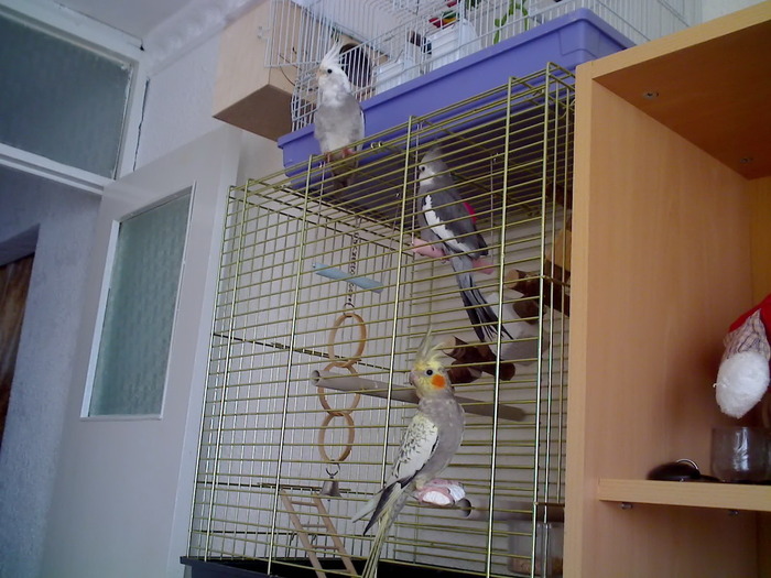 21-04-09_1004 - nimfele mele