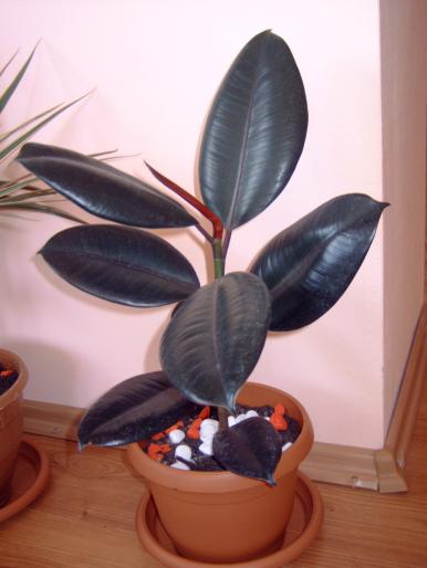 Ficus 4 - Plantele mele de interior