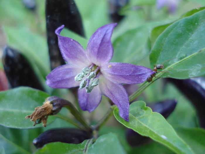 Black Chili Pepper Flower (2009, Sep.02) - Black Chili Pepper_01